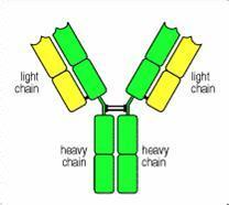 中国科研事情者对抗体试剂问题的反思