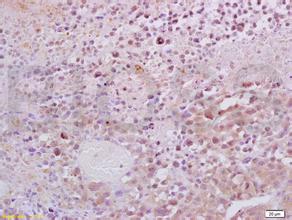 威客电竞(vkgame)-为竞技而生