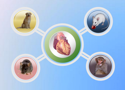 威客电竞(vkgame)-为竞技而生