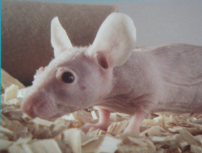 威客电竞(vkgame)-为竞技而生