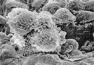 威客电竞(vkgame)-为竞技而生