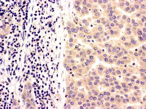 威客电竞(vkgame)-为竞技而生