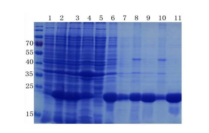 卵白质提取与纯化技巧——威客电竞生物医药