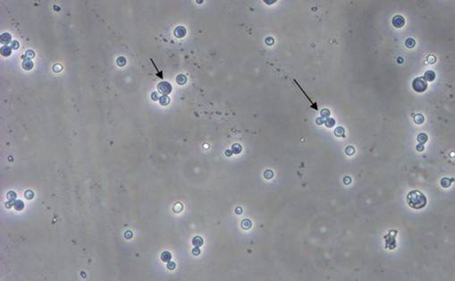 威客电竞(vkgame)-为竞技而生