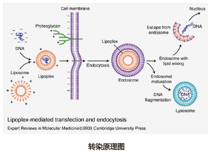 细胞转染手艺效劳