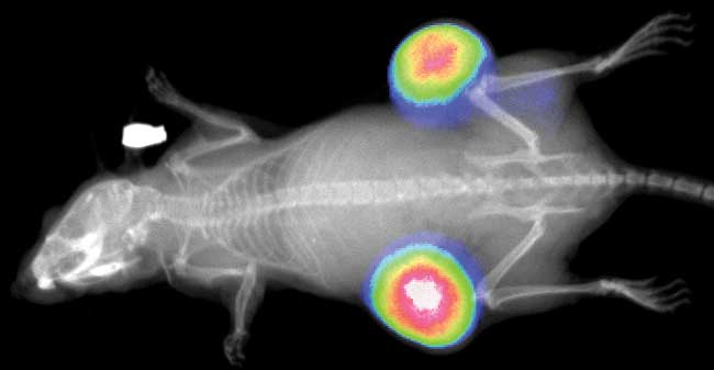 威客电竞(vkgame)-为竞技而生