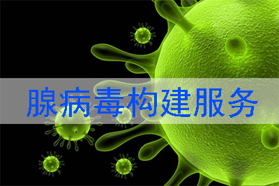 腺病毒构建效劳