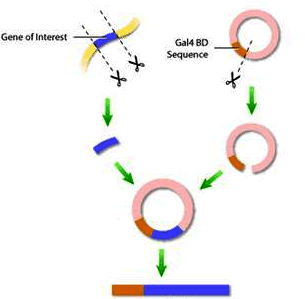 威客电竞(vkgame)-为竞技而生