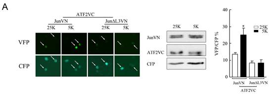威客电竞(vkgame)-为竞技而生
