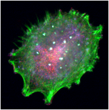 威客电竞(vkgame)-为竞技而生