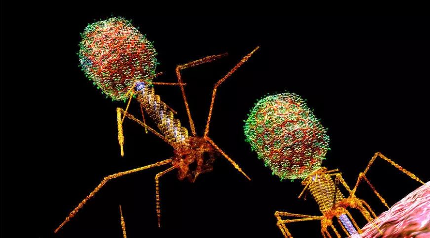 威客电竞(vkgame)-为竞技而生