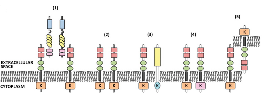 威客电竞(vkgame)-为竞技而生