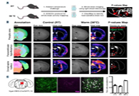 减肥药瞄准新靶点，，，，，强效减肥药即未来袭？？？？？？