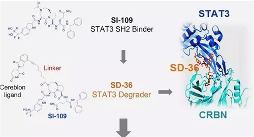 结构优化获得的SH2连系分子SI-109与CRBN连系，，，，，，，获得SD-36