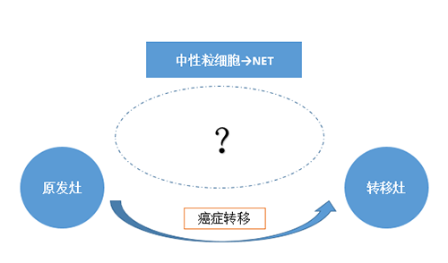 NET可能会通过某些方法“捕获”或“叫醒”癌细胞，，，，，，从而造成癌细胞的迁徙。。。。。。。