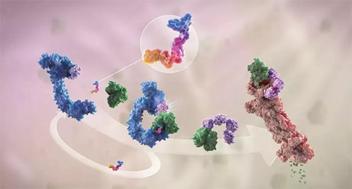 LYTAC出生，，，，，，与PROTAC并肩作战针对不可成药的靶点