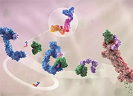 LYTAC出生，，，，，，与PROTAC并肩作战针对不可成药的靶点