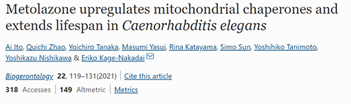 来自日本大阪市立大学的科学家搜索了现有药物的化学“文库”，，，，，，，，他们发明一种名为美托拉宗的抗高血压药可延伸秀丽隐杆线虫的寿命，，，，，，，，标记着抗朽迈药物开发的第一步