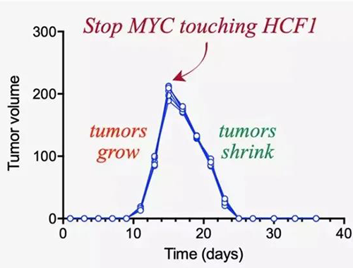 可以“融化”肿瘤的卵白质，，，，，，，你一定没有听说过！