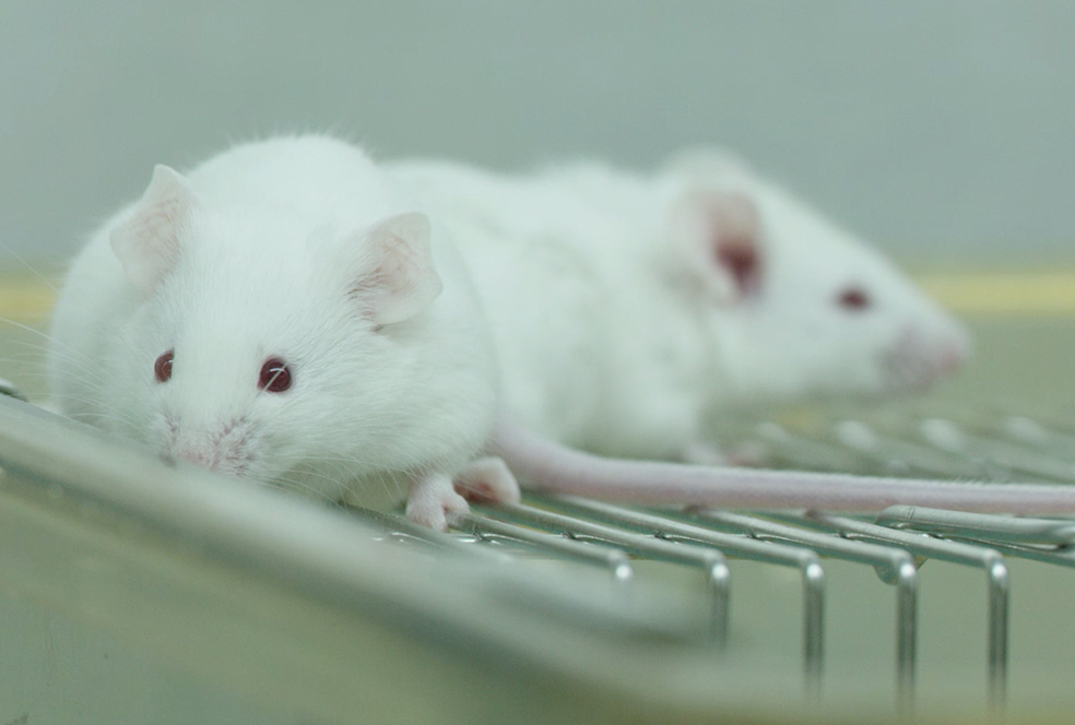 带你相识威客电竞临床前研究效劳 