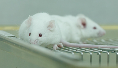 威客电竞临床前研究-药效学、药代动力学和临床前研究效劳