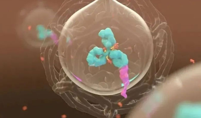 美研 | ADC，，，，，，为靶向给药而精准深耕