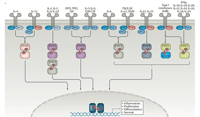精准建模，，，，，掌握解开自身免疫性疾病治疗研究的钥匙