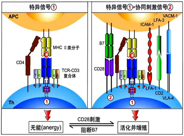 威客电竞助力 | 海内CD19×CD3×CD28三特异性抗体获FDA默示允许