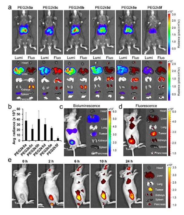 递送和NIR影像，，，，，，Luc mRNA; Ⅳ and intra-tumoral.jpg