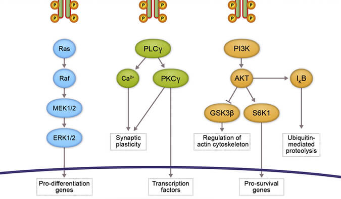 威客电竞助力 | 睿跃生物1类新药 TRK降解剂CG001419获批临床