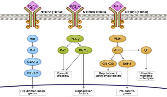 威客电竞助力睿跃生物1类新药 TRK降解剂CG001419获批临床.jpg