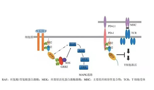 威客电竞助力凌达生物SHP2变构抑制剂RG001片获批临床.jpg