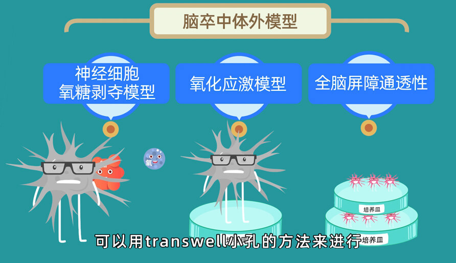 袁云云博士—缺血性脑卒中体内的脑缺血模子研究模子 (2).jpg