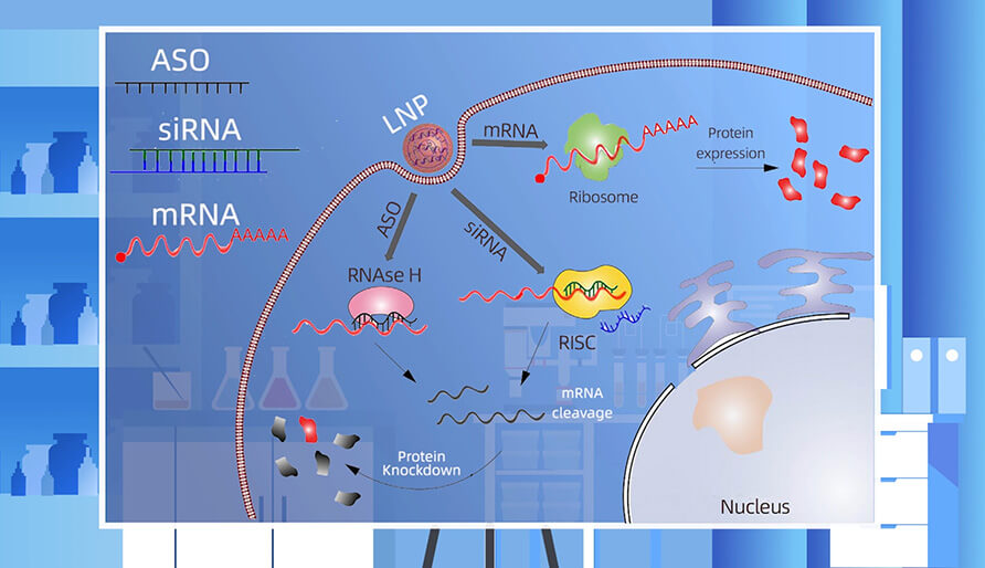 核酸药物的作用机制主要有哪些？？？？？？？？
