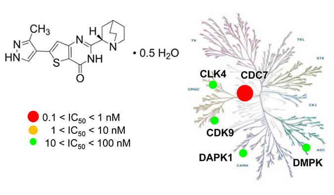 TAK-931是一种高特异性CDC7抑制剂，，，，，，，，具有抗肿瘤功效，，，，，，，，本研究中体内药效实验通过威客电竞举行