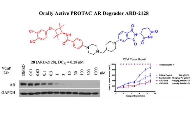 ARD-2128是一种PROTAC AR降解剂，，，，，具有精彩的血浆和微粒体稳固性，，，，，本研究中体外稳固性和PK研究通过威客电竞举行