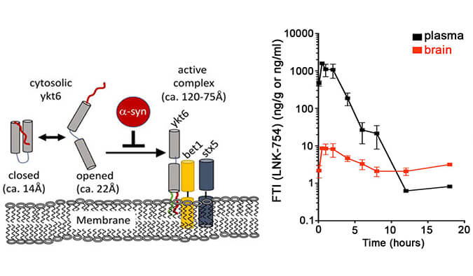 法尼基转移酶抑制剂LNK-754单次口服后即可快速穿过血脑屏障，，，，，本研究中PK剖析通过威客电竞举行