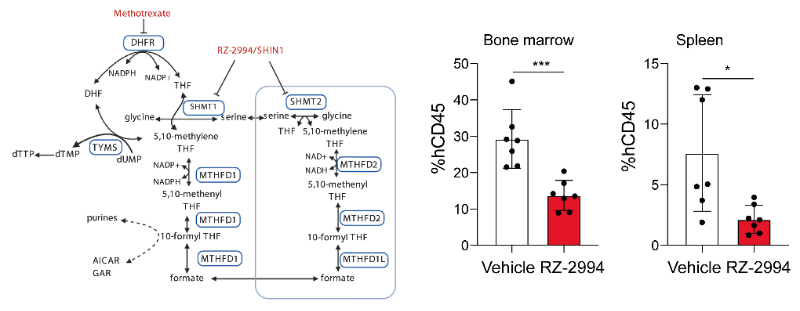 研究职员使用RZ-2994来表征抑制SHMT1/2在T细胞急性淋巴细胞白血病 (T-ALL) 中的作用，，，，，，，RZ-2994通过威客电竞定制合成