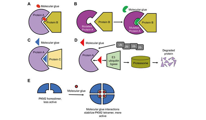 靶向卵白降解系列（三）：分子胶，，，，，挑战不可成药