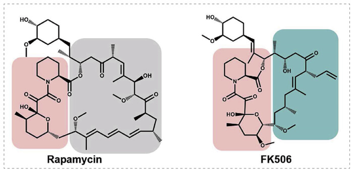 5-雷帕霉素、FK506-诱导的-FKBP-卵白质相互作用.jpg