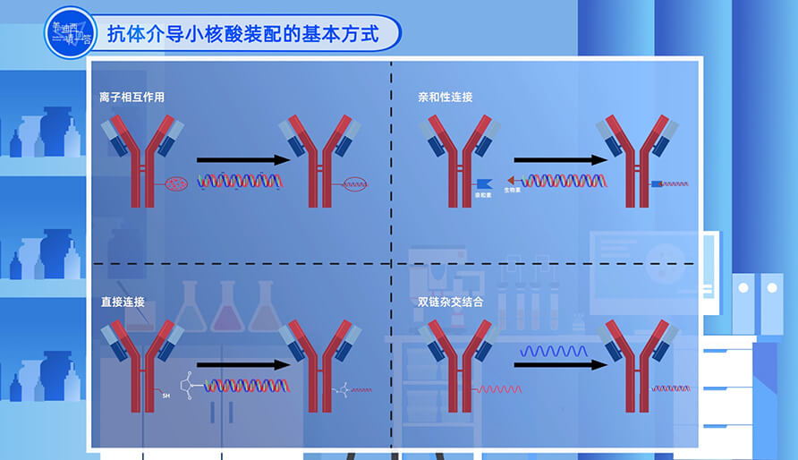 抗体介导小核酸装配的基本方法