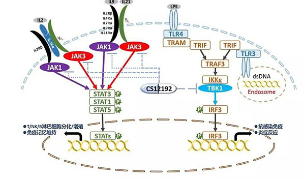 自身免疫疾病或迎新疗法！威客电竞助力微芯生物CS12192获批FDA.jpg