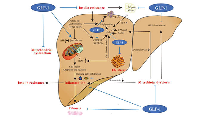 谁将成为 2024年全球生物医药首个黑马？？？？？？NASH领域突破性药物即将问世？？？？？？