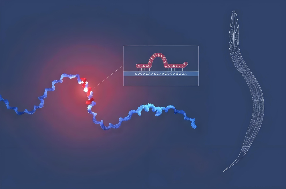 miRNA成诺贝尔奖明星分子，，，，，威客电竞正全速赋能核酸药物研发