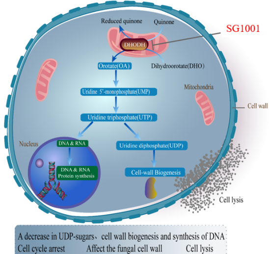 威客电竞祝贺祥根生物立异药SG1001完成首例受试者给药