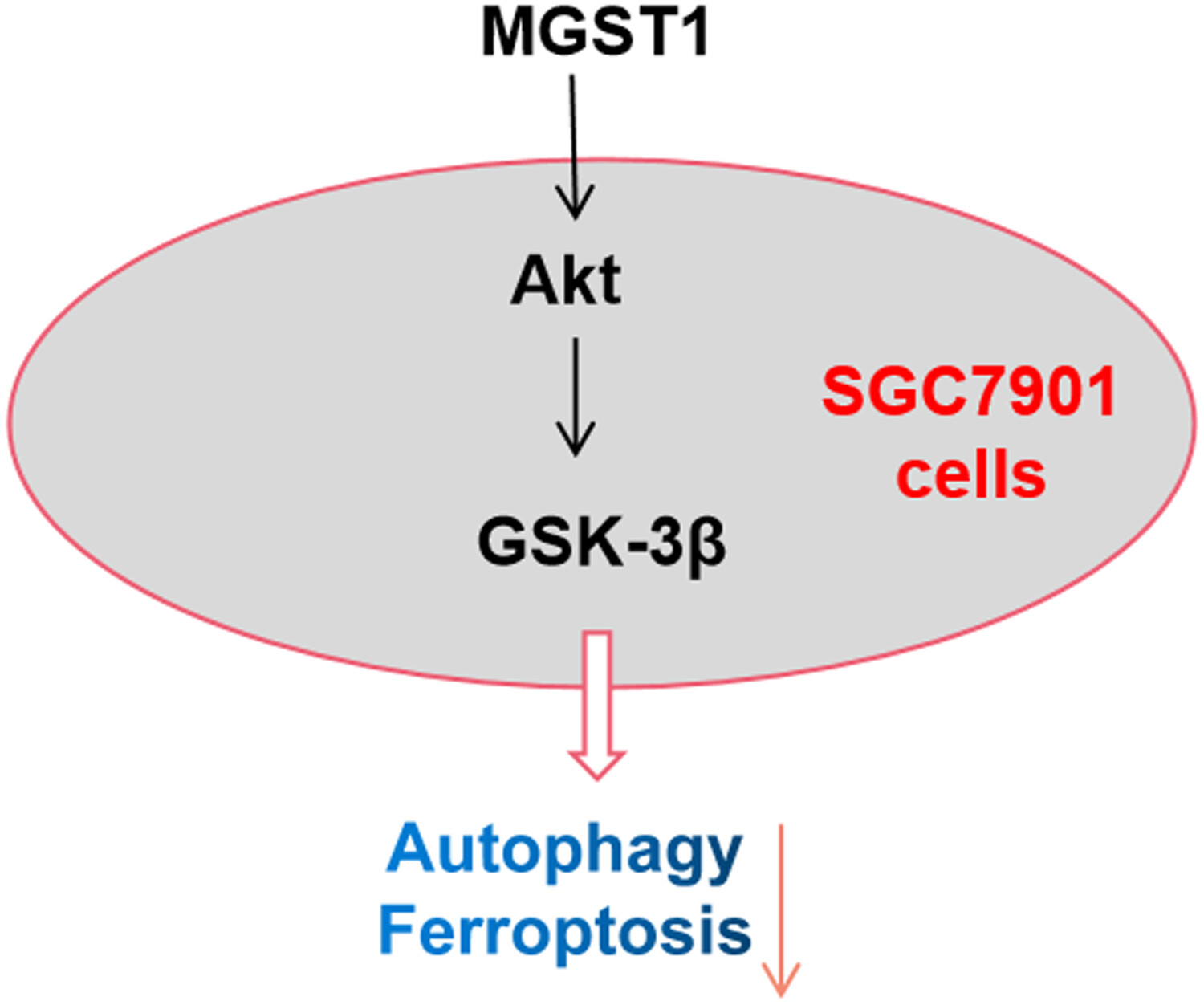 MGST1过表达通过激活Akt/GSK-3β信号通路诱导胃癌细胞增殖，，，，，本研究中MGST1过表达等体外实验通过威客电竞举行
