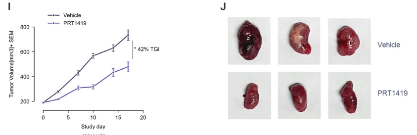 MCL1抑制剂在多种实体瘤和血液肿瘤模子中显示抗肿瘤效果，，，，，，本研究中药效实验通过威客电竞举行