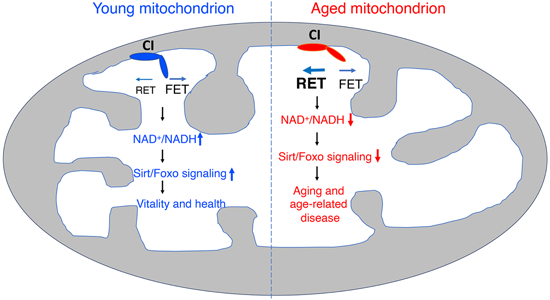 特异性RET抑制剂CPT可改善阿尔茨海默。。。。。。，，，，，本研究中CPT由威客电竞化学部分合成